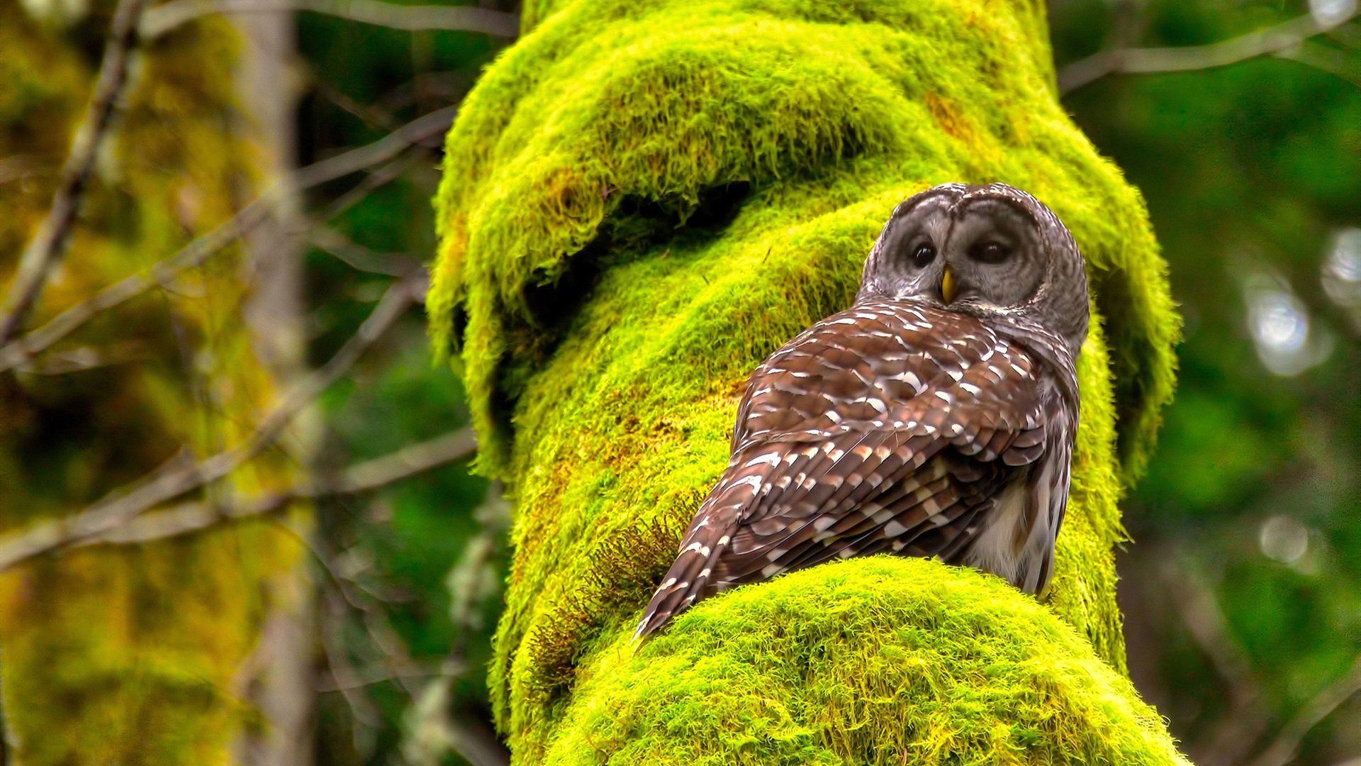 男子仰泳南非选手技术娴熟,男子仰泳决赛