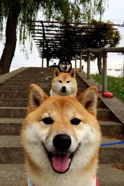 米兰体育APP-英超升班马生存关键因素，英超升班马是什么意思