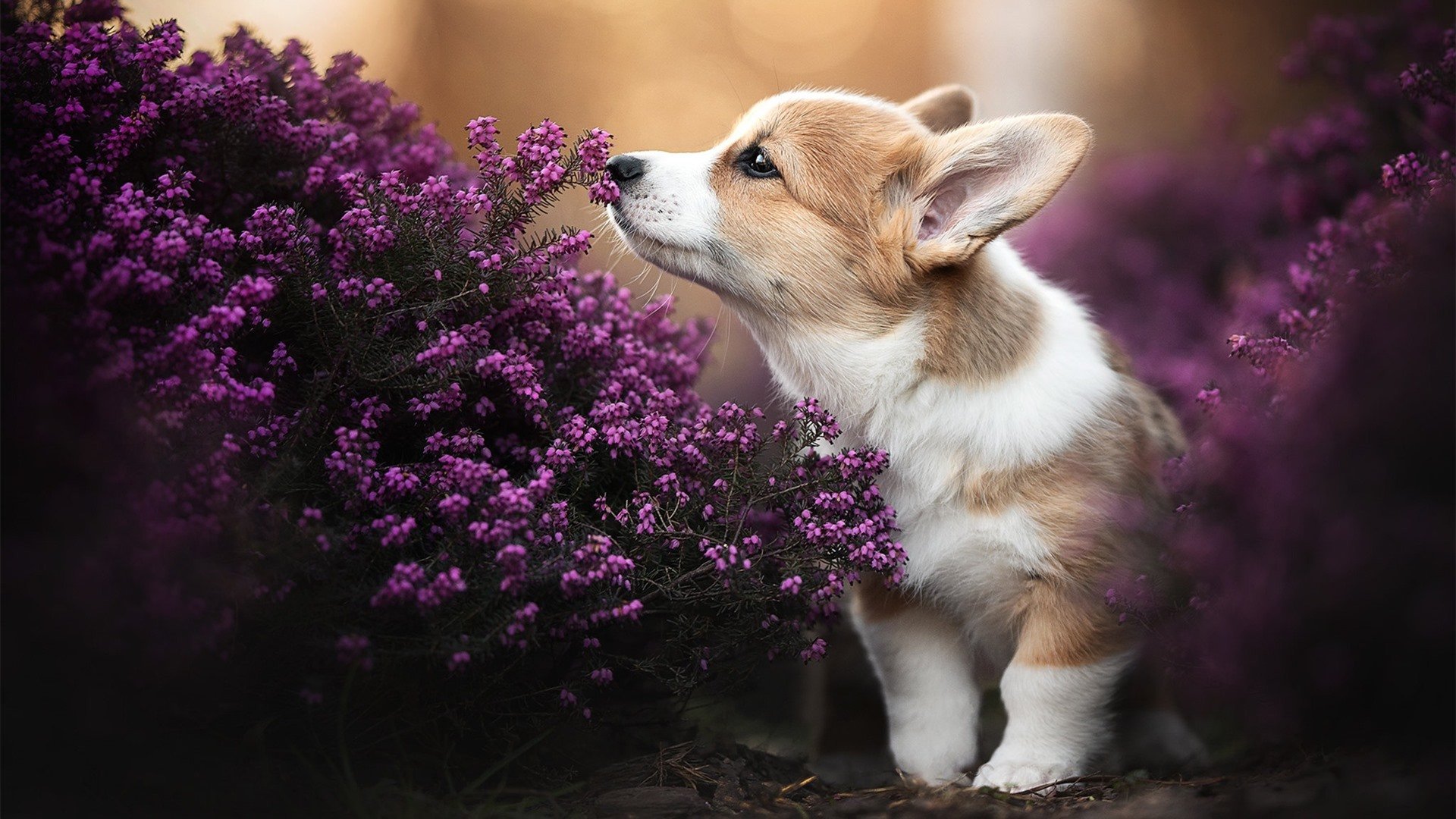 Milan Sports-“白菜价”引爆实力，朱芳雨押宝广东男篮锋线，冲击总冠军