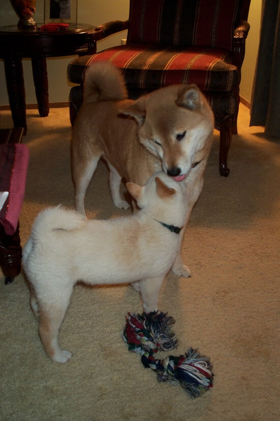 一句话激怒教师，家长言语引发辞职风波，家长怒怼老师经典语录